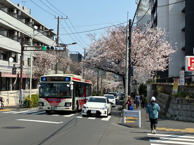 新青梅街道の桜